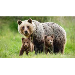 Vyhlásenie mimoriadnej situácie - ohrozenie medveďom hnedým