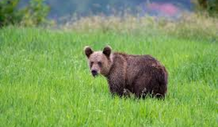 Fotka - Vyhlásenie mimoriadnej situácie spôsobenej nežiadúcim výskytom medveďa hnedého (Ursus arctos) vo vybraných okresoch SR dňa 02.04.2025