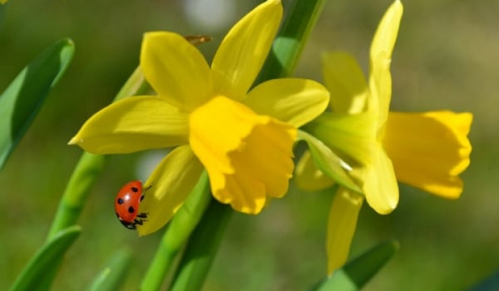 Fotka - DEŇ NARCISOV 16.apríl 2026